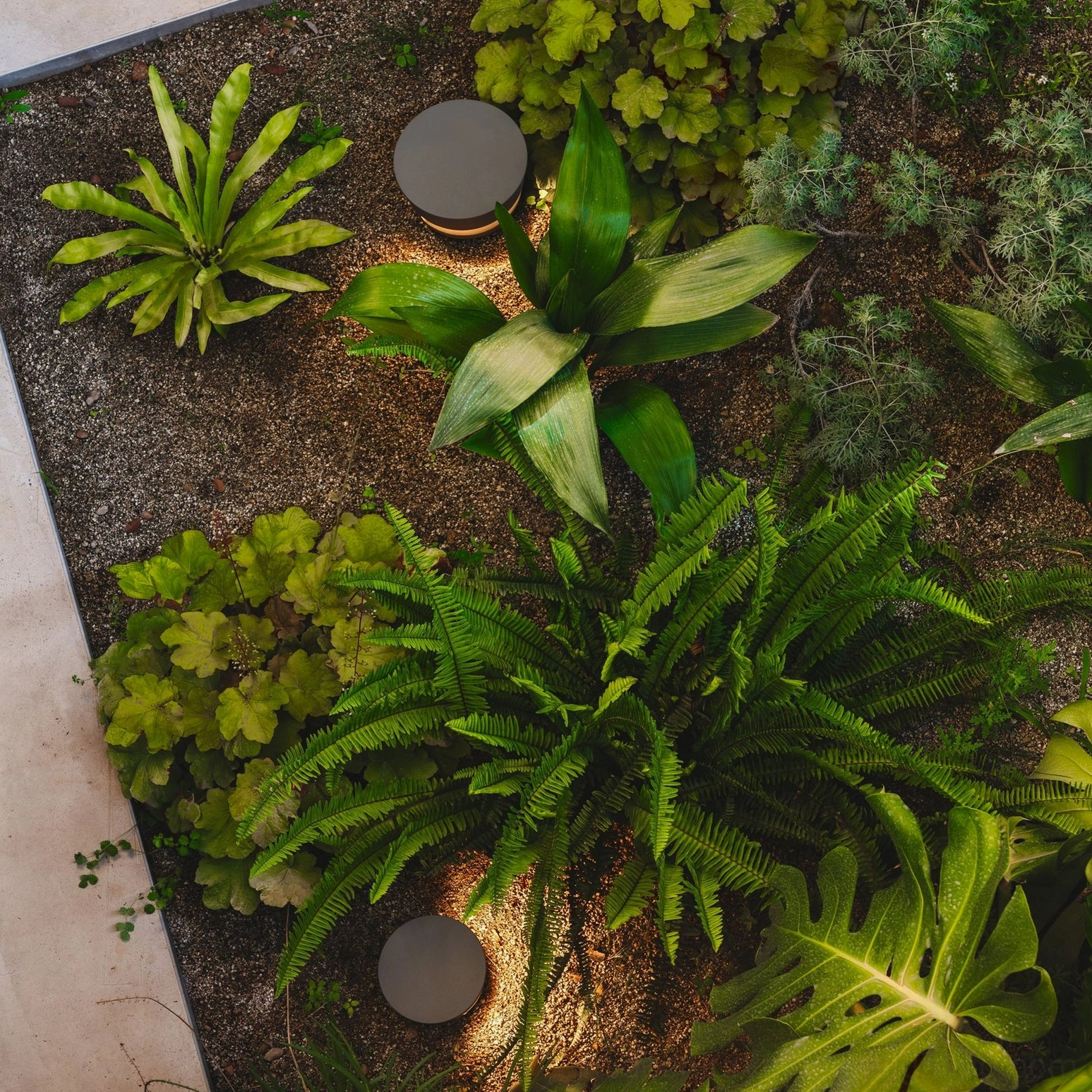 Dots minimalist deck pathway lamps with wooden deck and living green wall - contemporary outdoor lighting design